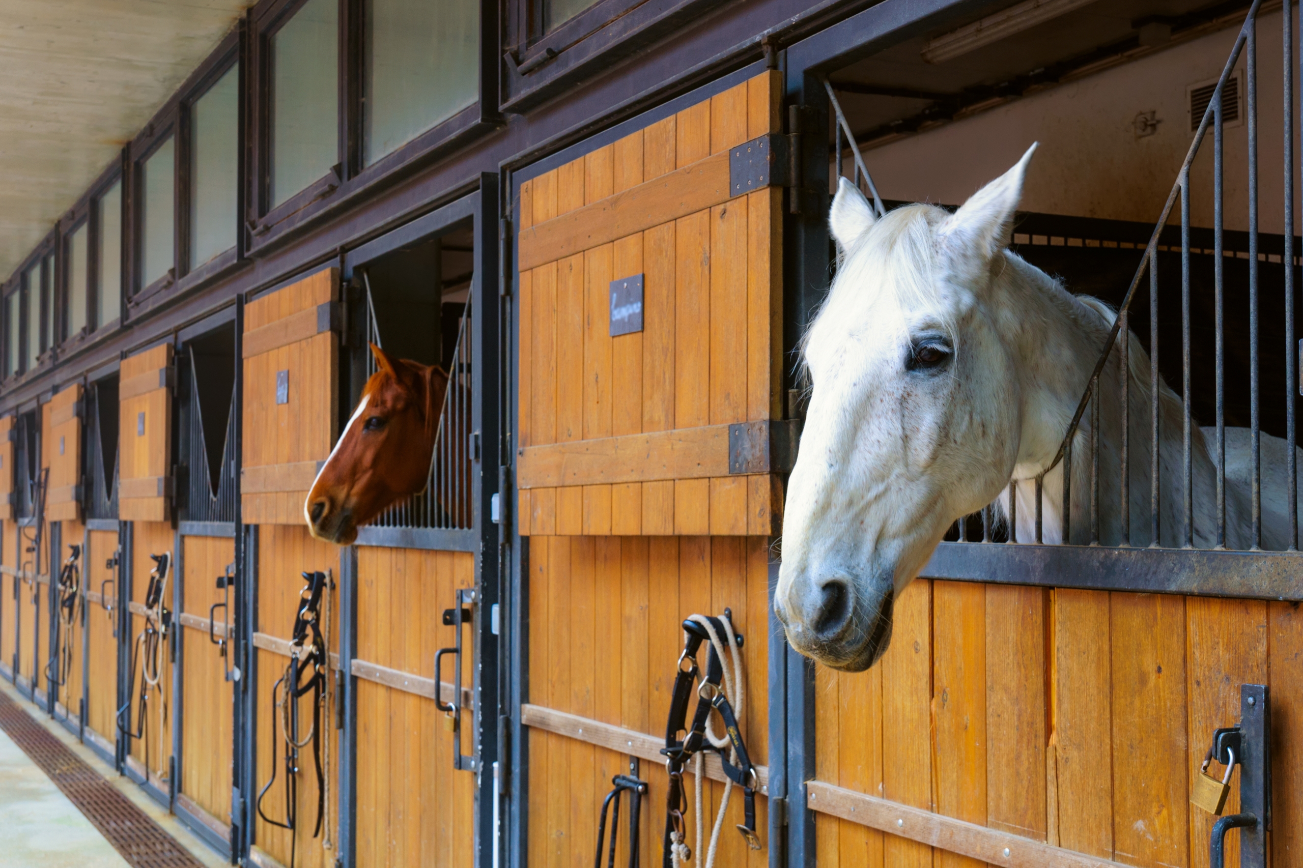 equine law experts equine lawyers