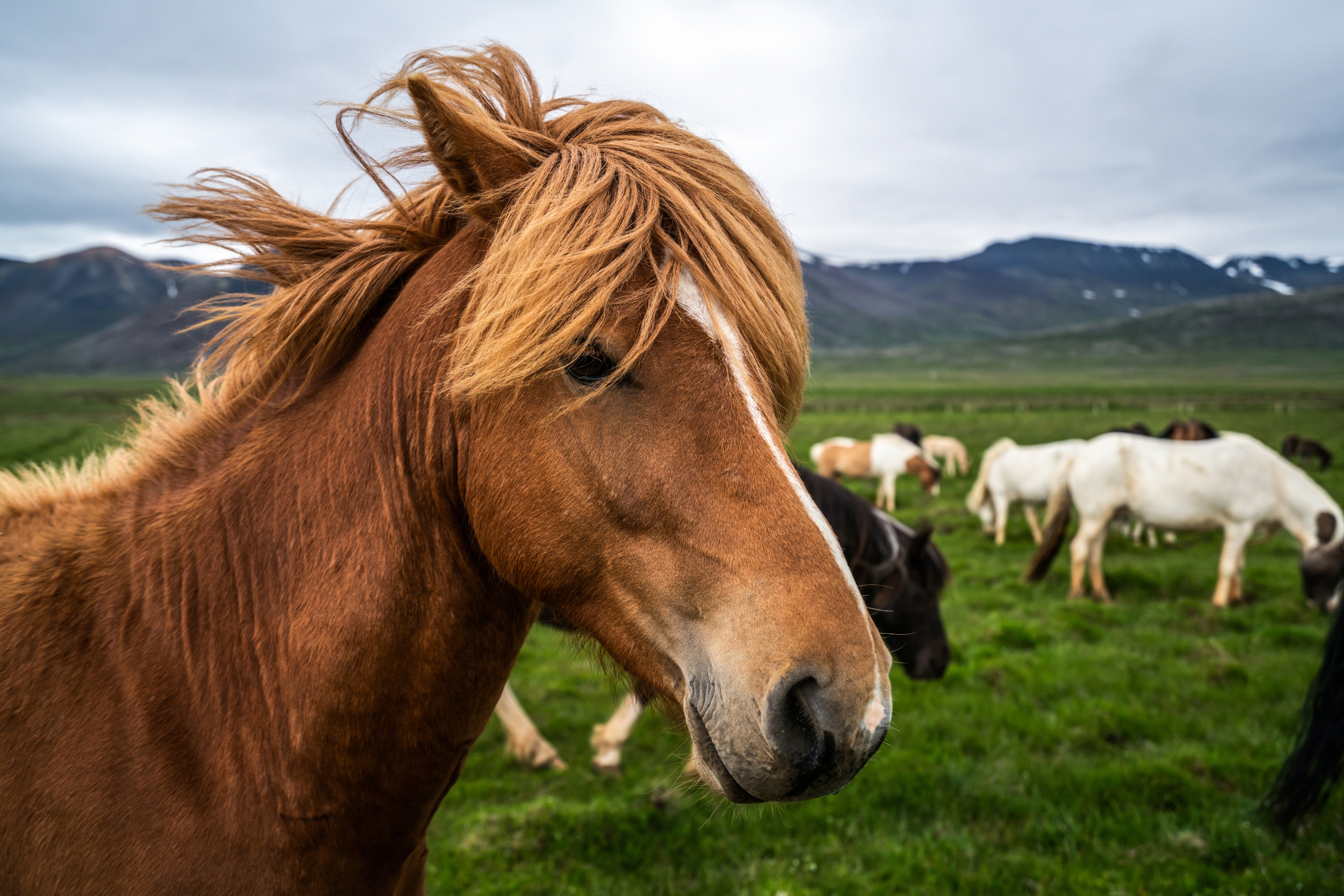 Horses and the law: A horsey lawyers unique perspective