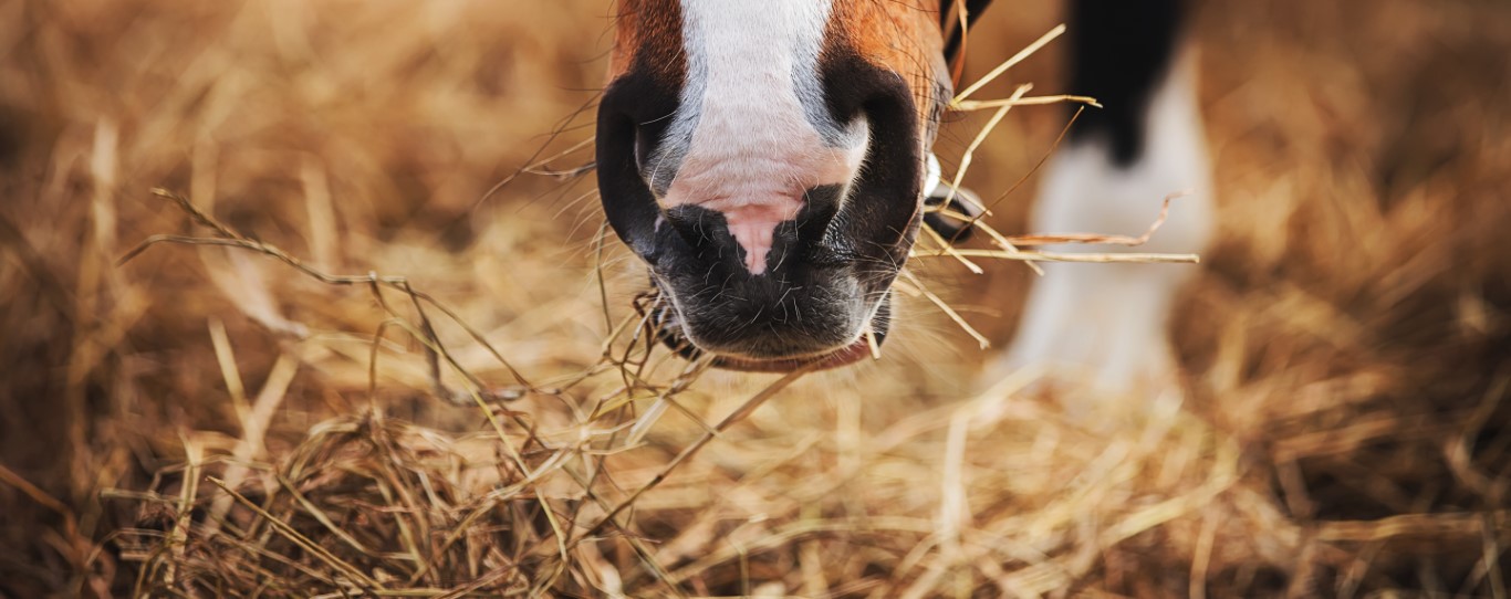 Picture of a horse feeding on hay