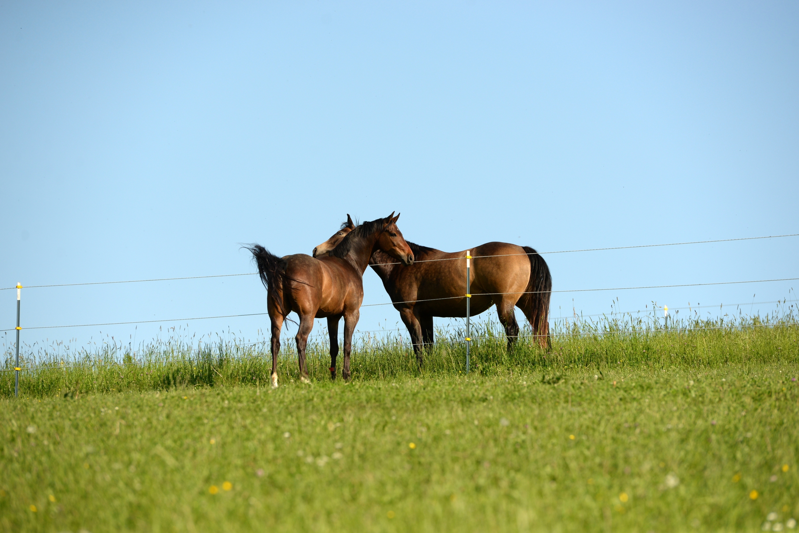 How to protect your business with a pre nuptial agreement